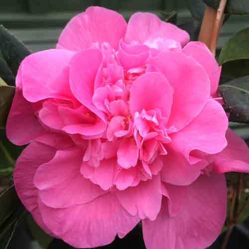 Camellia x williamsii Debbie | ScotPlants Direct